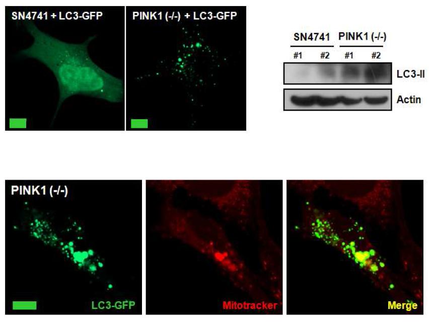 PINK1 K.O. 으로 인한 오토파고좀 증가 및 LC3-II 증가