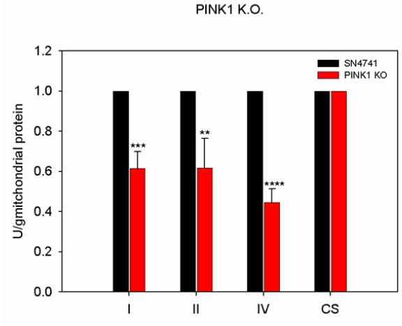 PINK1 기능 상실에 의한 미토콘드리아 complex I, II 및 IV 활성감소