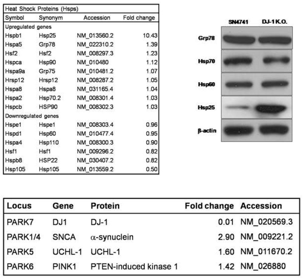 도파민신경세포에서 DJ-1 K.O. 특별히 변화된 Hsp25 및 다른 fPD 유전자들의 발현증가