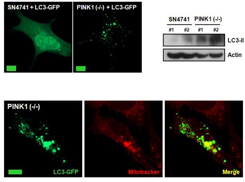PINK1 K.O. 으로 인한 오토파고좀 증가 및 LC3-II 증가