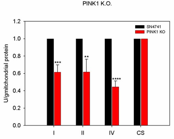 PINK1 기능 상실에 의한 미토콘드리아 complex I, II 및 IV 활성감소