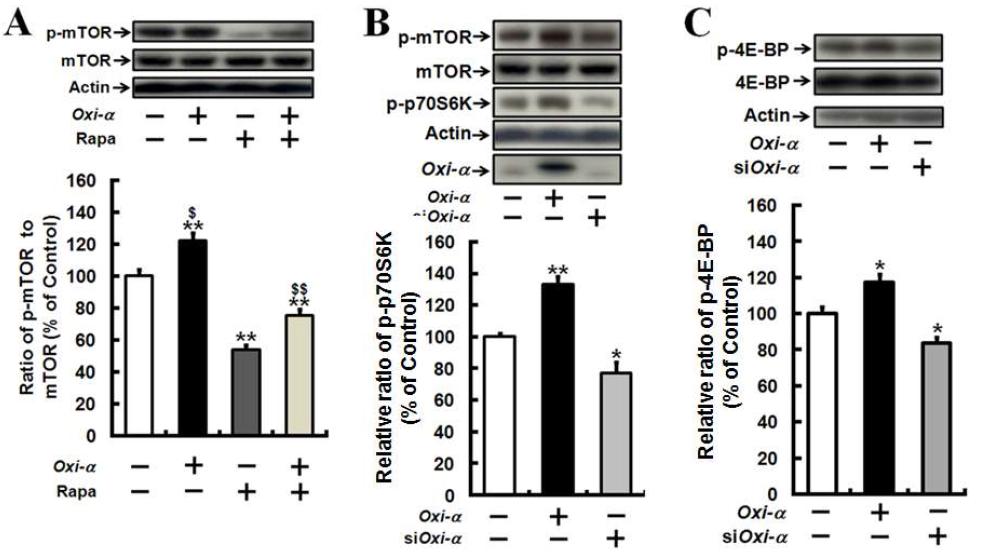 Oxi-α 과발현은 mTOR 를 활성화시켜 P-70S6K 및 p4E-BP를 증가시키고, 오토파지를 저 해함