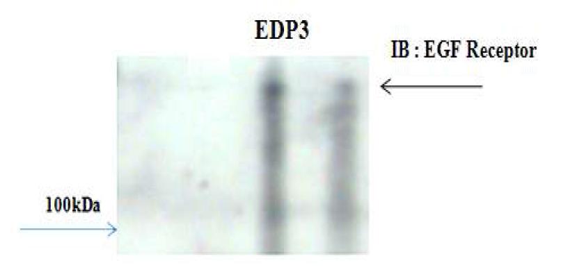 EDP3의 EGF receptor binding assay 결과.