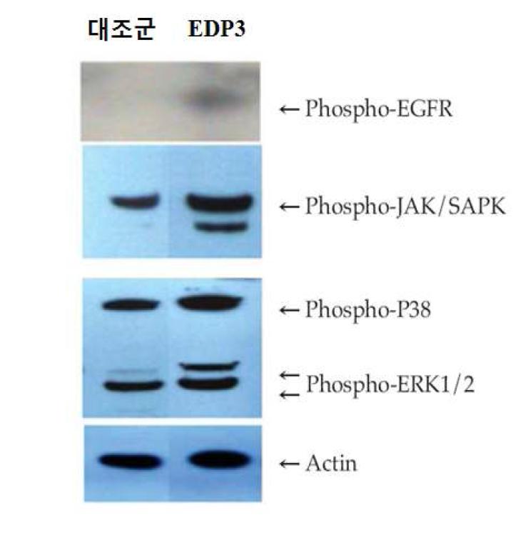 EDP3의 signaling pathway.