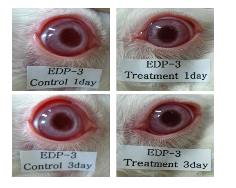 EDP3의 토끼 안구 독성 테스트 결과.