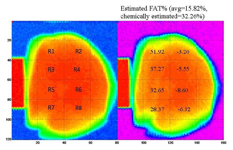 신체 유사 물질 (돼지 앞다리) 에 대한 지방 측정 결과 (영역별)