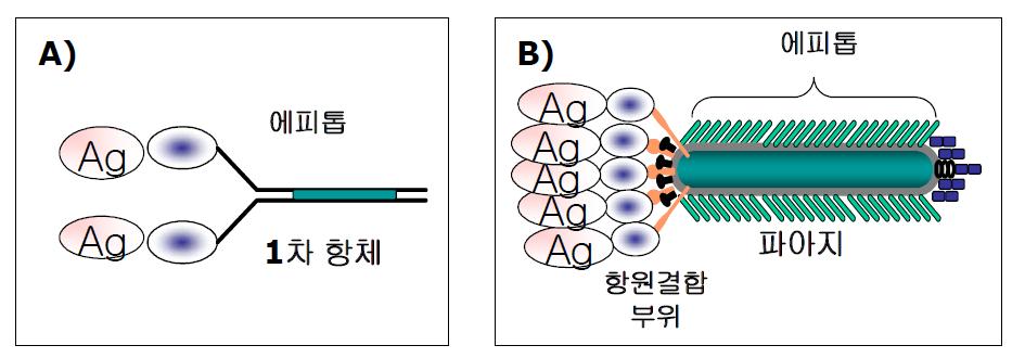 (A), 기존 바이오 나노입자 파지항체 (B) 신규 바이오 나노입자 파지항체