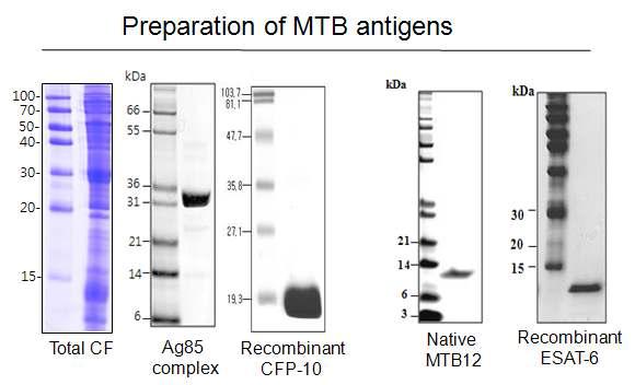 Preparation of MTB antigens