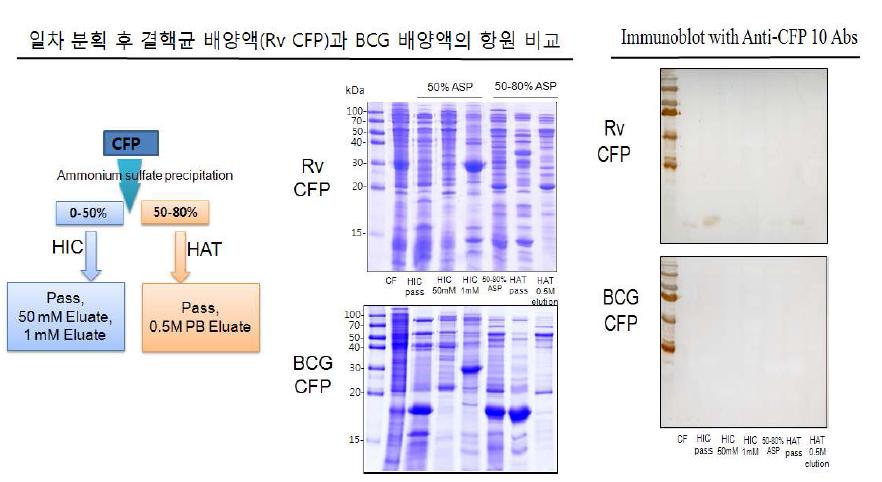 일차획분 후 결핵균 배양액 (Rv CFP)과 BCG 배양액의 항원비교