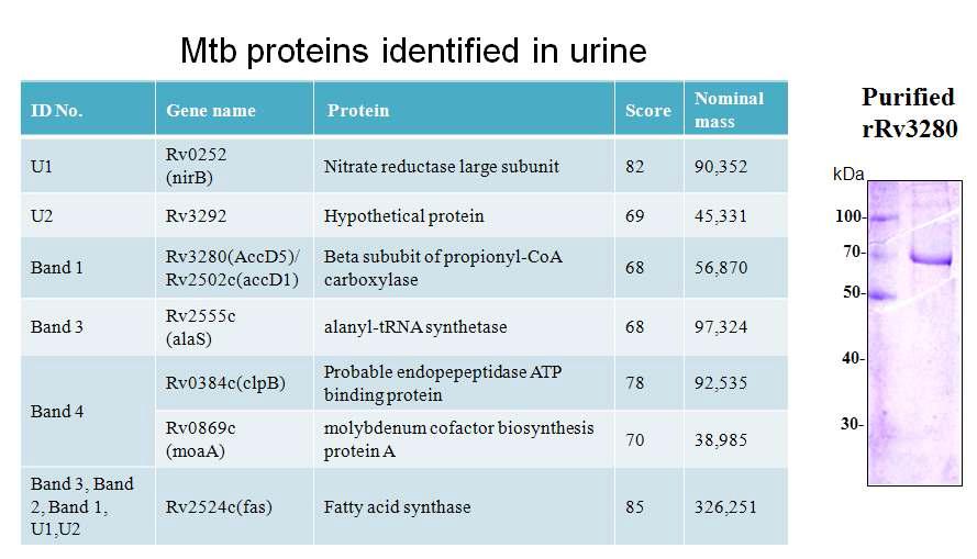 Mtb proteins identified in urine