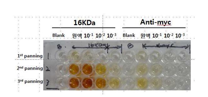 16-kDa항원에 대한 항체개발
