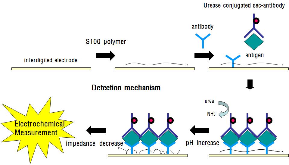Interdigitated 전극, S100 폴리머를 이용한 항원항체 반응 진단 개념도