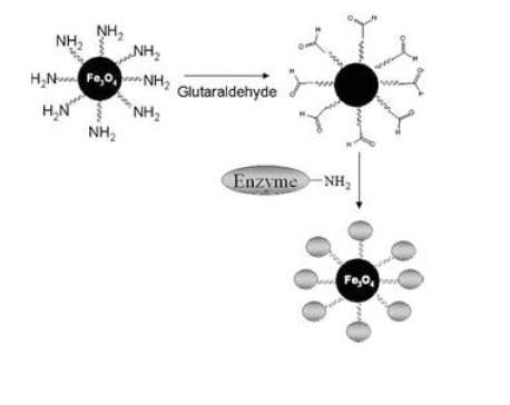 Amino-functionalized 자성 나노파티클과 바이오활성 물질과의 공유결합 모식도