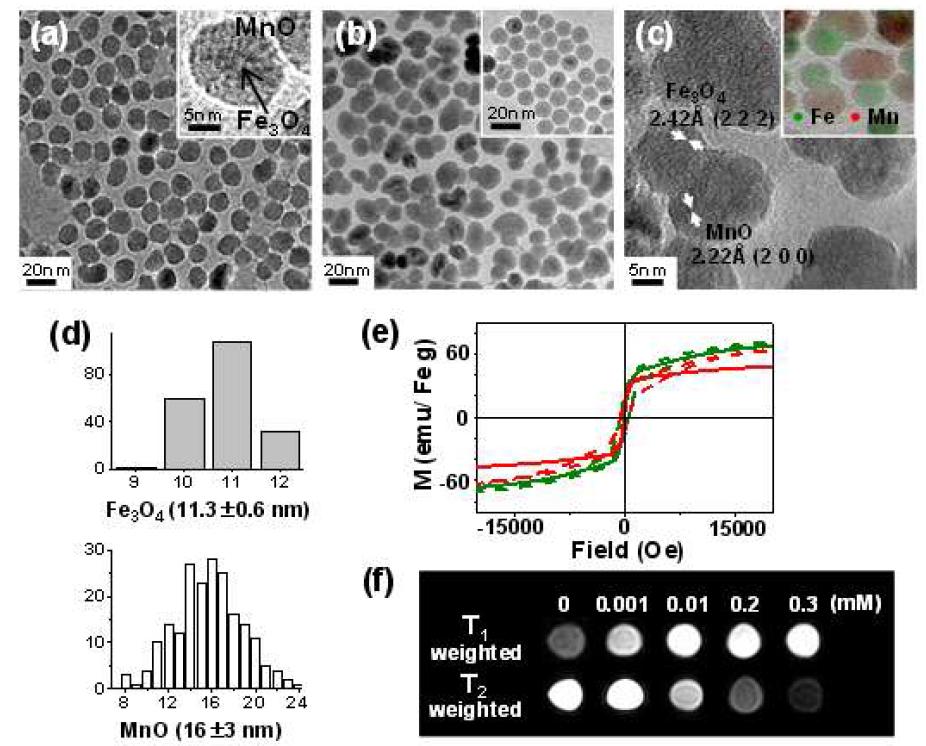 (a) 5 nm Fe3O4 나노입자로부터 합성한 core/shell 구조를 지니는 Fe3O4@MnO 나노입 자의 TEM 영상. 11 nm 로부터 합성한 dumbbell-like 구조를 지니는 Fe3O4/MnO 혼성나노입자 의 (b) TEM과 (c) HRTEM 영상. ( (b) 삽입그림 : 11 nm 크기의 Fe3O4 나노입자의 TEM 영상, (c) EDS map). (d) dumbbell-like Fe3O4/MnO 혼성나노입자의 Fe3O4 알갱이와 MnO 알갱이의 크기의 평균과 분포를 보여주는 막대 그래프. (e) dumbbell-like Fe3O4/MnO 혼성나노입자와 (붉은색) 11 nm 크기의 Fe3O4 나노입자 (초록색)의 실온 (실선)과 5 K (점선) 에서의 자기 적 특징을 보여주는 Hysterisis loof 그림. (f) 다양한 농도의 dumbbell-like Fe3O4/MnO 혼 성나노입자를 포함하는 분산액의 MRI 영상.