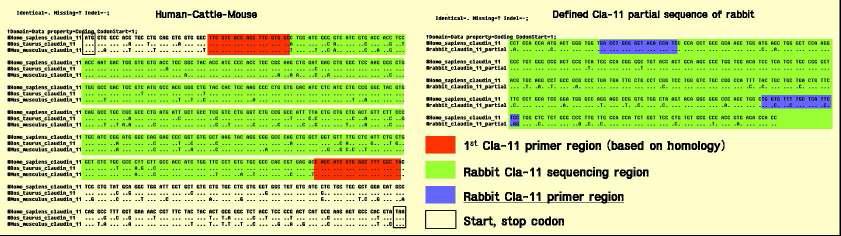 토끼 정소와 부정소에서 claudin-11 cDNA 염기서열 및 RT-PCR primer 고안 (blue).