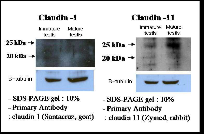 꿩 정소조직에서 claudin-1, -11 발현