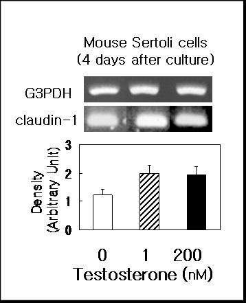 생쥐 Sertoli cell에서 testosterone에 의한claudin-1발현.