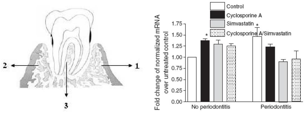 Gingivomucosal concentration of iNOS mRNA, measured in rats following thedifferent treatments.