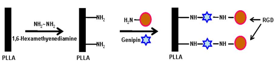 1,6-Hexamethylenediamine을 이용한 PLLA의 aminolysis와 표면 개질 모식도