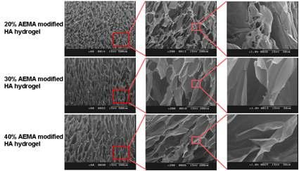 20%, 30%, 40% AEMA modified 광가교 hyaluronic acid hydrogel의 SEM 이미지.