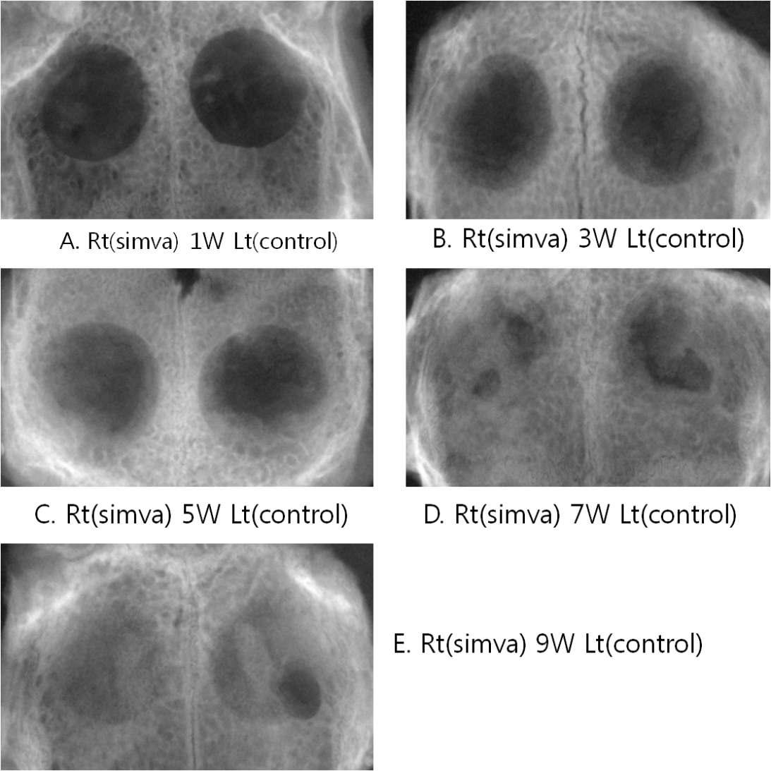 In vivo 동물모델에서 simvastatin acid탑재 광가교 하이드로젤의 골분화능