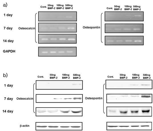 Western blot 및 RT PCR을 통한 다양한 농도의 BMP-2탑재 광가교 하이드로젤의 분화능