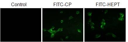FITC가 labeling된 Heptapeptide (HEPT) 및 control peptide (CP)가 세포내로 투과됨을 보여주는 그림