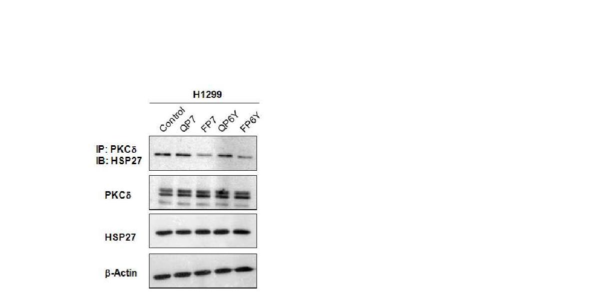 HSP27에 결합하는 Heptapeptide, QP7; 음성대조 peptide, FP6Y; 방사성요오드 표지를 위해