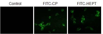 FITC가 labeling된 Heptapeptide (HEPT) 및 control peptide (CP)가 세포내로 잘 투과됨을 보여주는 그림