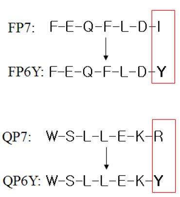 방사성동위원소 표지를 위한 Heptapeptide의 구조 변형.