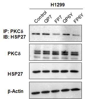 Heptapeptide 와 그 유도체들에 대한 PKCδ와 HSP27의 결합 억제능 평가.