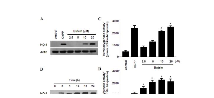 Effects of butein on HO-1 expression and HO activity in HDP cells.