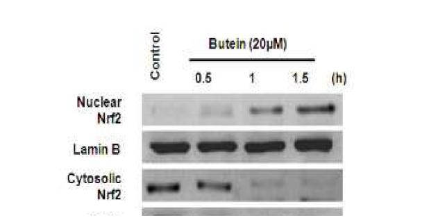 Effects of butein on Nrf2 nuclear translocation in HDP cells.