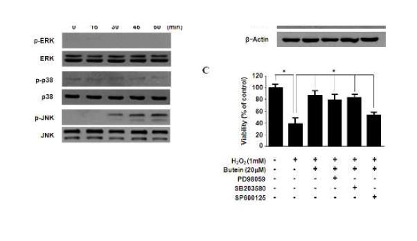 Effects of butein on JNK pathway in butein-induced HO-1 in HDP cells.