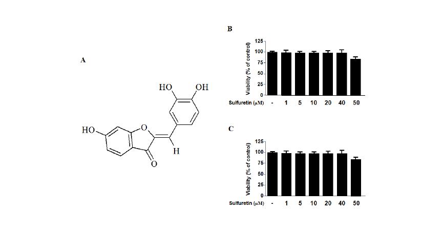 Chemical structure of sulfuretin (A), effect of sulfuretin on human dental pulp (HDP) (B)and human periodontal ligament (HPDL) cell viability (C).