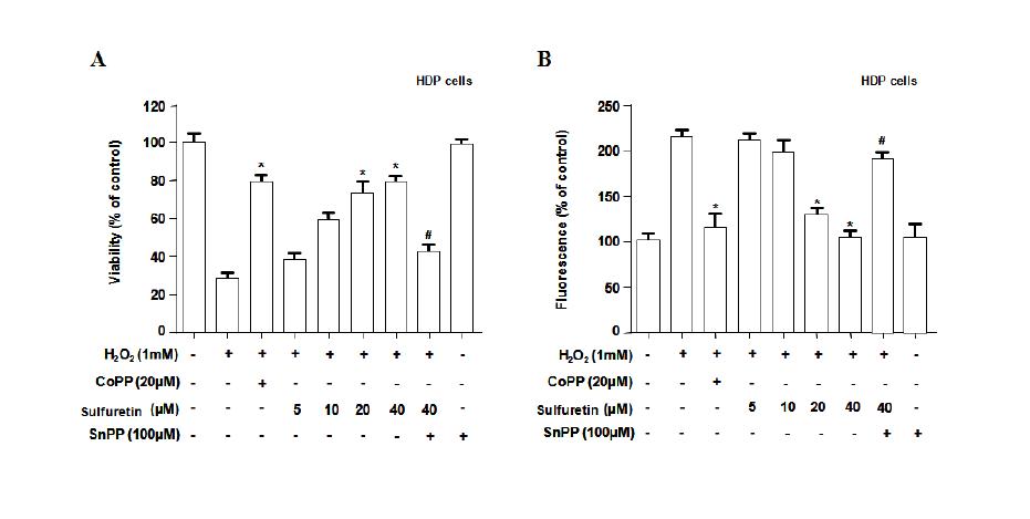 Cytoprotective effect of sulfuretin on hydrogen peroxide-induced cytotoxicity (A) andreactive oxygen species production (B) in HDP cells (A).