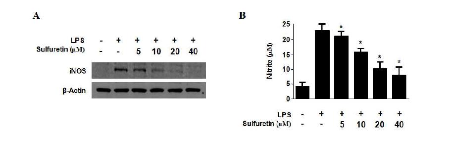 Effects of sulfuretin on LPS-induced iNOS (A) expression as well as NO (B) ain HPDLcells.