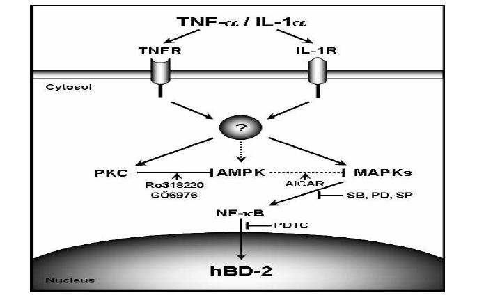 Schematic diagram illustrating the AMPK and other signaling pathways triggered by exposure toTNF-α and IL-1α in HDP cells.