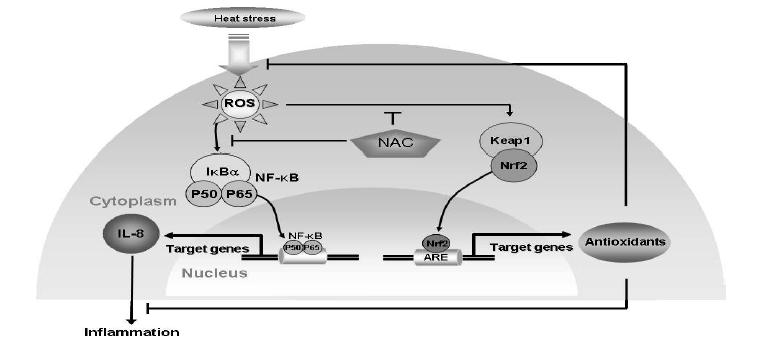 Schematic diagram illustrating the activation of antioxidants via Nrf2/ ARE pathway, and IL-8 viaNF-κB pathway triggered by exposure to heat stress in HDP cells.