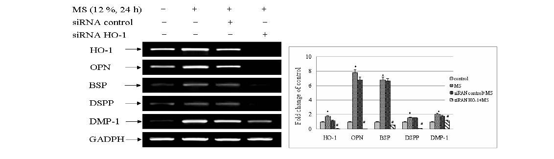 Effects of HO-1siRNA in mechanical stress-induced odontoblastic differentiation in HDP cells.