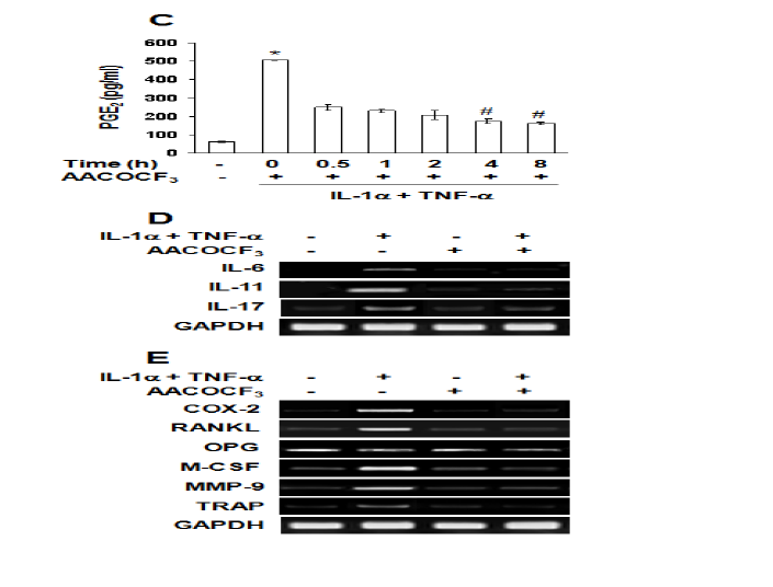 effects of cPLA2 (AACOCF3) inhibition on cPLA2, 5-LO, and COX-2 expression(B),PGE2 production (C), and osteoclast-related or bone resorptive gene expressions (D, E).