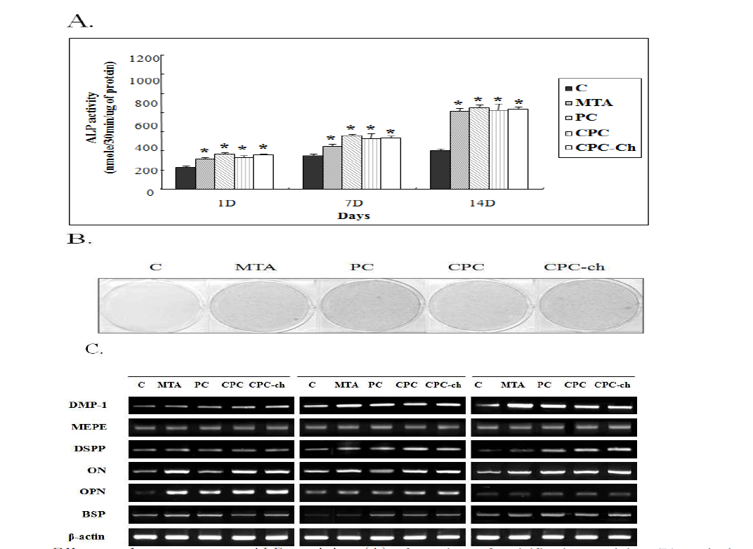 Effects of cements on ALP activity (A), formation of calcification nodules (B) and the expression of ON, OPN, BSP, MEPE, DMP-1 and DSPP mRNA in HDPCs.