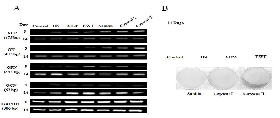 Effects of RCS on the expression of markers for osteoblastic differentiation, such as ALP, ON, OPN, and OCN mRNA, in human PDL cells by RT-PCR (A) and mineralized nodule formation by Alizarin Red staining (B).