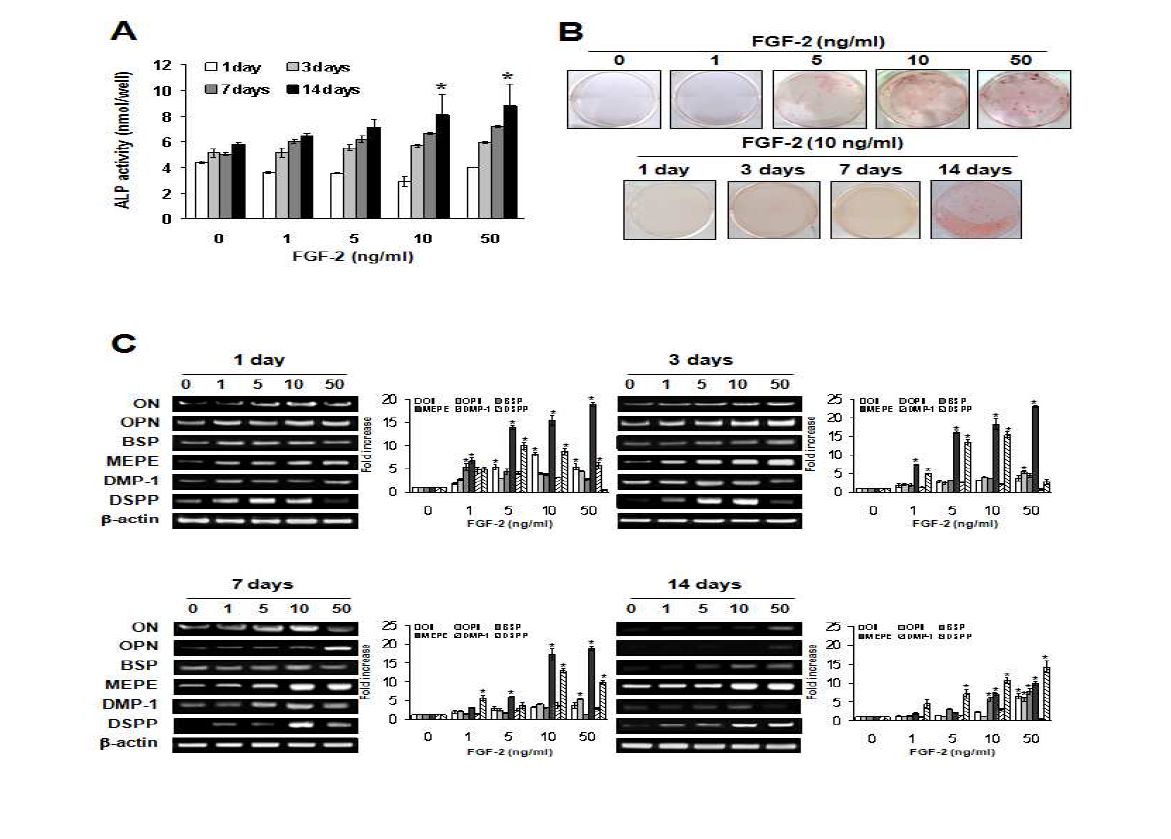 Effects of FGF-2 on the mRNA expression of odontoblastic differentiation markers, determined by ALP activity (A), mineralization nodule formation using alizarin red staining (B) and RT-PCR (A) in HDPCs.