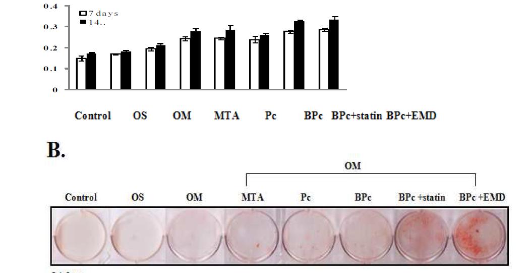 Effects of simvastatin and enamel matrix derivative on BPc-induced differentiation. Alkalinephosphatase activity (A) and alizarin red staining (B,C ) in HDPCs were assessed.