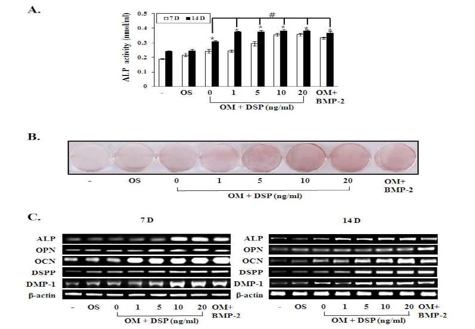 Effect of recombinant human dentin sialoprotein (rh-DSP) on human dental pulp cell (HDPC)differentiation.