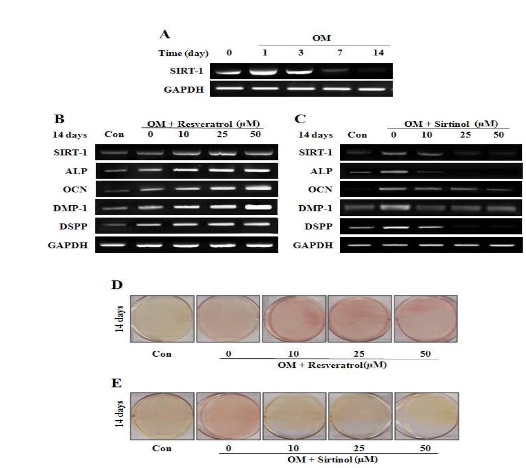 SIRT1 mRNA expression during odontogenic differentiation (A), effects of SIRT1 activation andinhibition on odontoblastic differentiation (B–E) in HDPCs.