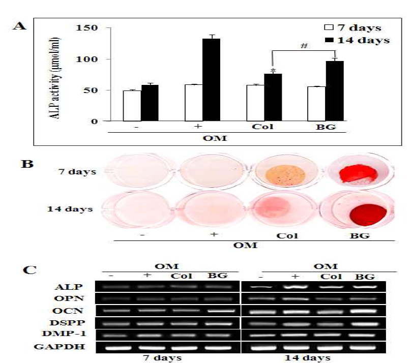 Effects of Col and Col/nBG nanocomposite on ALP activity (A), mineralized nodule formation (B) and mRNA expression for odontoblasts (C) in hDPCs.