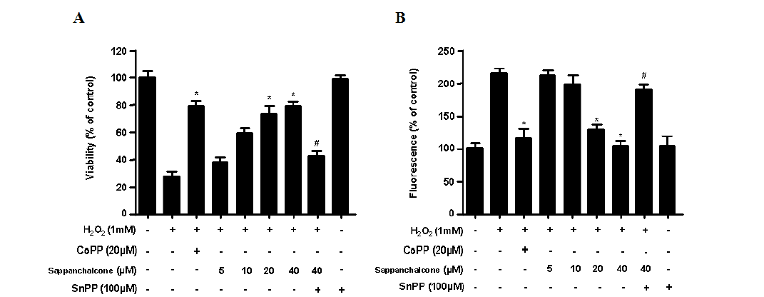 Cytoprotective effects of sappanchalcone on hydrogen peroxide-induced cytotoxicity (A) and ROS production (B) in HDP cells.