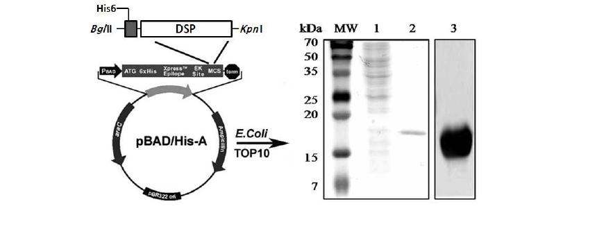 rhDSP 단백질을 TOP10에 transformation 후 인큐베이터에서 대량으로 증식시킨후 0.02% Arabinose로 첨가하여 발현을 유도시키고, 유도된 TOP 10 대장균을 원심분리를 이용하여 침전시킨후 초음파 분쇄기를 통해 TOP 10 대장균으로부터 재조합 단백질을 분리한뒤 용액을 Ni-NTA kit를 이용 하여 재조합 단백질을 분리함. 분리된 rh DSP를 10% SDS-PAGE에서 확인함. 약 17kDa 분자량을 보임.